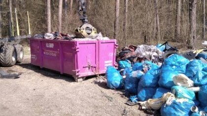 Ostrów Mazowiecka - Na terenie lasów Nadleśnictwa Ostrów Mazowiecka trwa sprząta