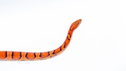 Ostrów Mazowiecka - W łazience jednego z mieszkań znajdującego się przy ulicy Wa