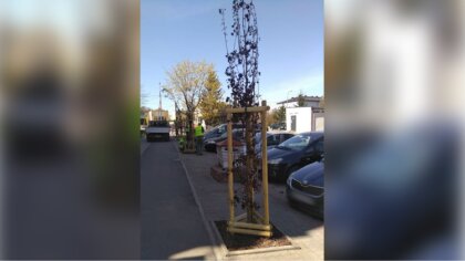 Ostrów Mazowiecka - Ostrowska Spółdzielnia Socjalna rozpoczęła nasadzenie kolejn