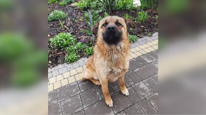 Ostrów Mazowiecka - O pomoc w znalezieniu właściciela psa lub osoby, która go pr