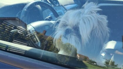 Ostrów Mazowiecka - Zbliża się okres wakacyjnych upałów, przebywanie w nagrzanym