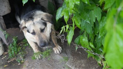 Ostrów Mazowiecka - Do wstrząsającego zdarzenia doszło w gminie Boguty-Pianki. M