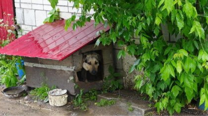 Ostrów Mazowiecka - Pijany mężczyzna z gminy Boguty-Pianki okładał pięścią psa p