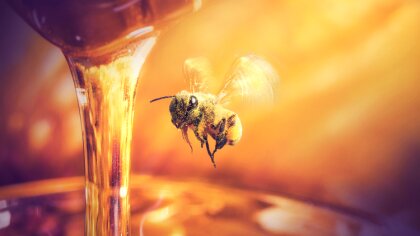 Ostrów Mazowiecka - Pszczelarze mogą składać w biurach powiatowych ARiMR wnioski