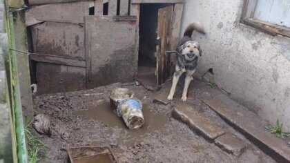 Ostrów Mazowiecka - Mieszkanka powiatu ostrowskiego znęcała się nad swoim psem n