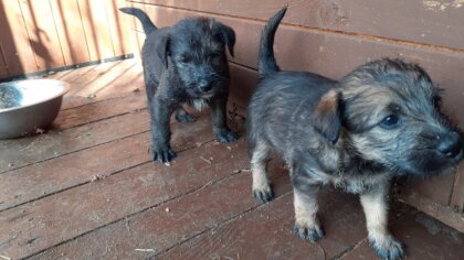 Ostrów Mazowiecka - Na terenie lasu w sobotę 24 lipca porzucono sukę z pięcioma 