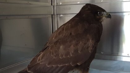 Ostrów Mazowiecka - Ranny myszołów został odnaleziony przez mieszkańca. Otrzymał