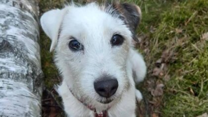 Ostrów Mazowiecka - W lesie zaginęła pacjentka Gabinetu Weterynaryjnego 