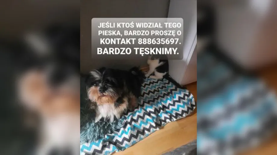 Do naszej redakcji z prośbą o pomoc zgłosiła się jedna z czytelniczek, której zgubił się pies w Ostrowi Mazowieckiej.
[foto]29594[/foto]
