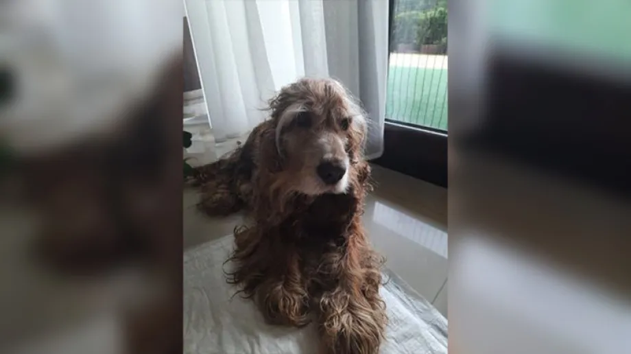 O pomoc w znalezieniu właściciela psa zwróciła się do nas czytelniczka, która znalazła czworonoga w Starym Lubiejewie w pobliżu ulicy Świe