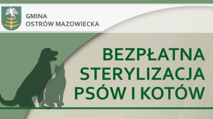 Ostrów Mazowiecka - Sterylizacja zwierząt ogranicza liczbę bezdomnych psów oraz 