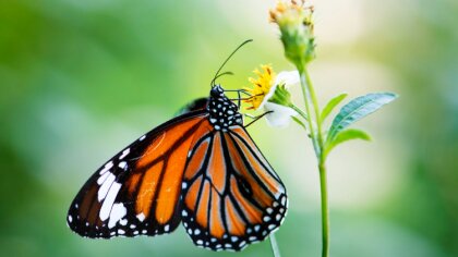 Ostrów Mazowiecka - Miasto Ostrów Mazowiecka w ramach uczestnictwa w programie j