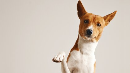 Ostrów Mazowiecka - Szelki dla psa to podstawowy element wyprawki pupila.
[foto