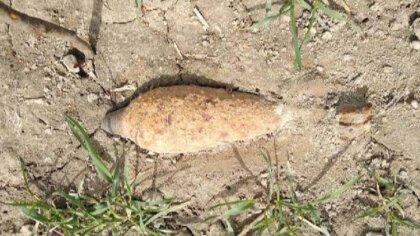 Ostrów Mazowiecka - Wraz z rozpoczęciem wiosennych plac polowych ostrowska komen