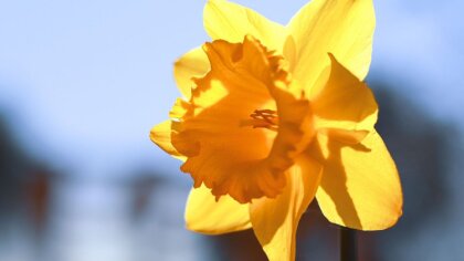 Ostrów Mazowiecka - We wtorek 19 kwietnia przypadła kolejna rocznica wybuchu pow