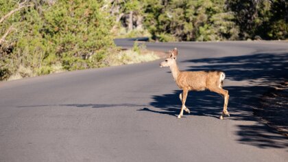 Ostrów Mazowiecka - Policja apeluje, aby zachować dużą ostrożność podczas jazdy 