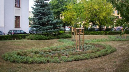 Ostrów Mazowiecka - Urząd Miasta Ostrów Mazowiecka wyjaśnia w jaki sposób powsta