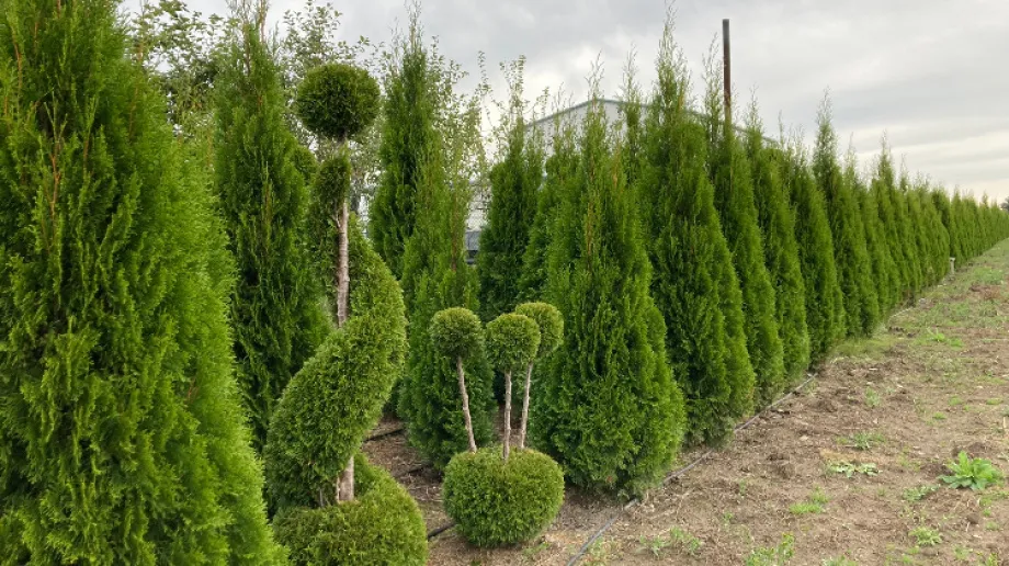 Fot. Szkółka Krzewów Ozdobnych