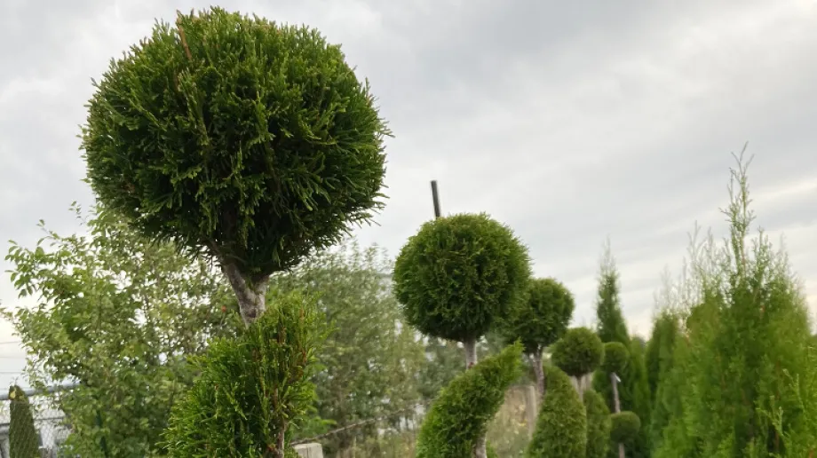 Fot. Szkółka Krzewów Ozdobnych