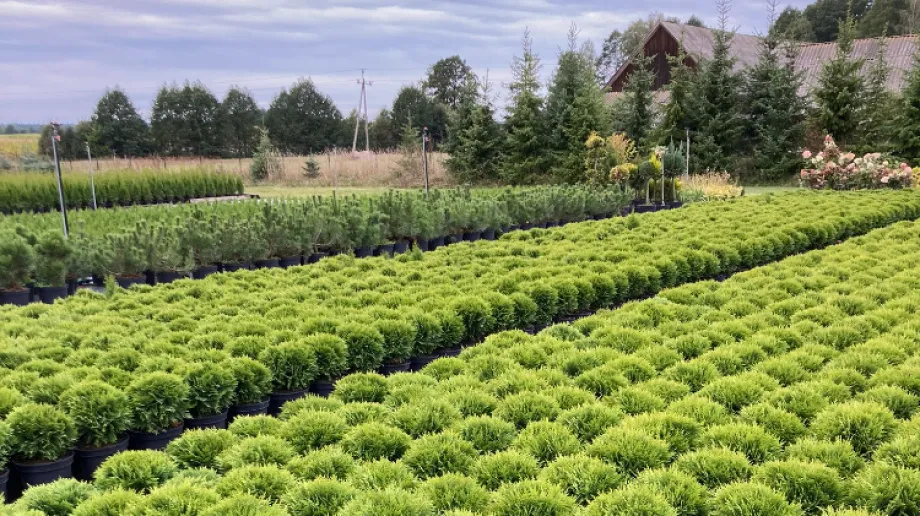Fot. Szkółka Krzewów Ozdobnych