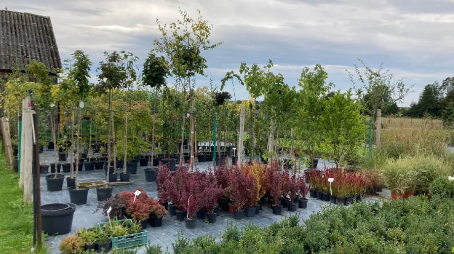 Fot. Szkółka Krzewów Ozdobnych