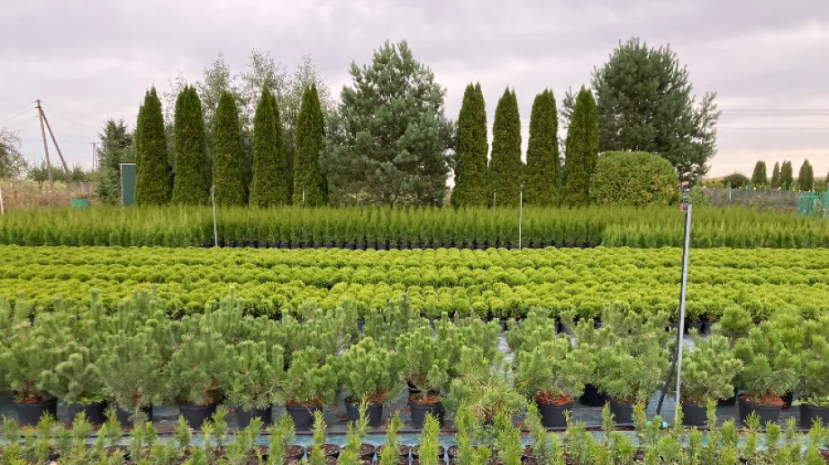 Fot. Szkółka Krzewów Ozdobnych