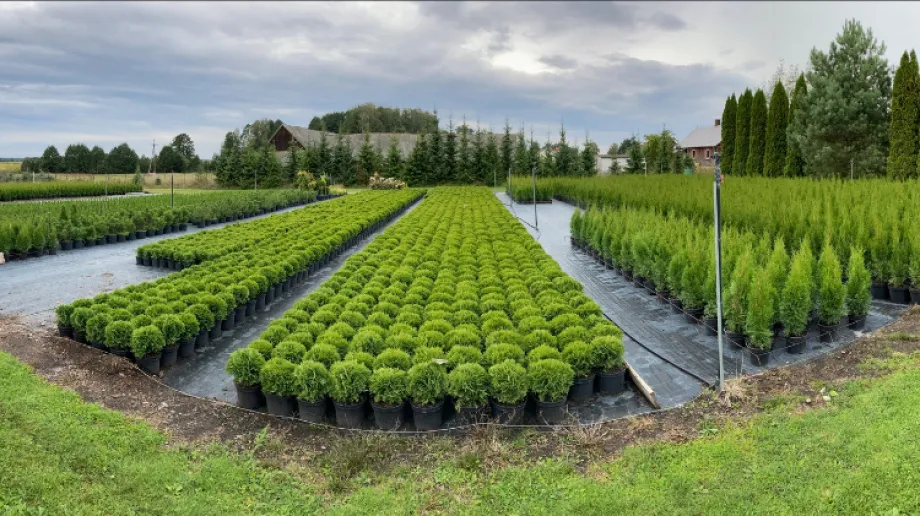 Fot. Szkółka Krzewów Ozdobnych