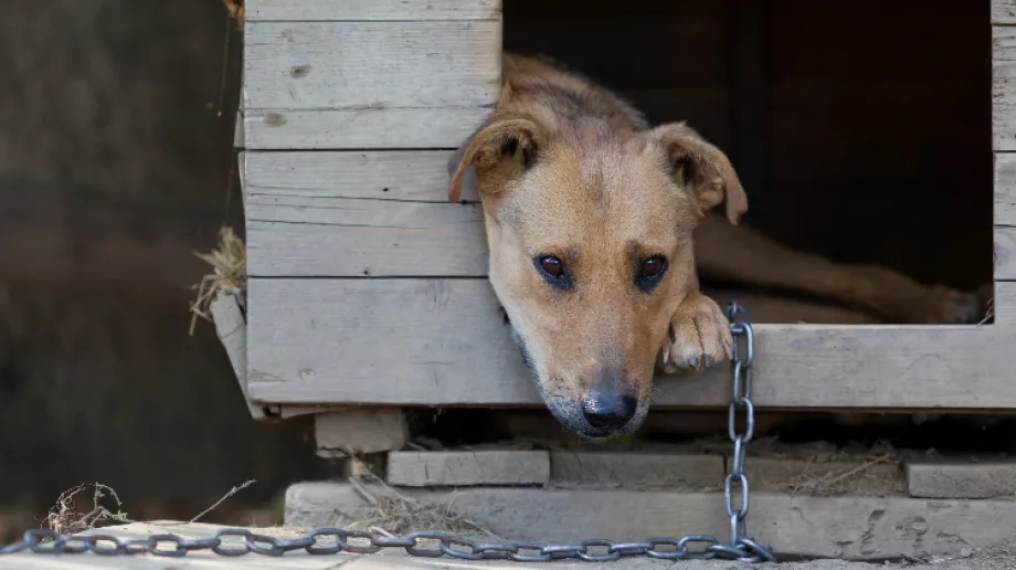 Pies to najlepszy przyjaciel człowieka, jednak nie każdy kto się na niego decyduje ma warunki, aby trzymać go w domu. Jeśli posiadasz psa, kt?