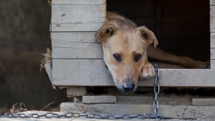 Ostrów Mazowiecka - Pies to najlepszy przyjaciel człowieka, jednak nie każdy kto