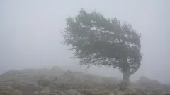 Ostrzeżenie przed silnym wiatrem w powiecie ostrowskim