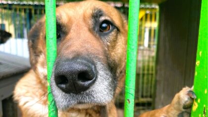 Ostrów Mazowiecka - Na Mazowszu działają obecnie 23 schroniska dla zwierząt wyka