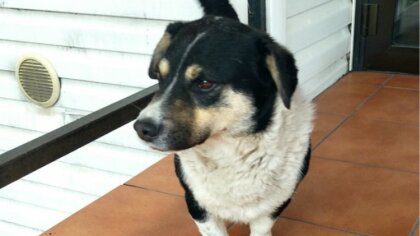 Ostrów Mazowiecka - W gminie Małkinia Górna na ulicy Przedszkolnej został znalez