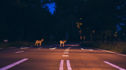 Ostrów Mazowiecka - W powiecie ostrowskim część dróg prowadzi przez lasy i szlak