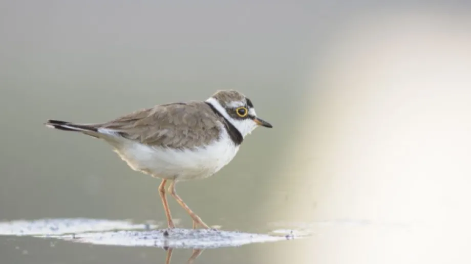 Fot. Rafał Wyszyński, Mazovian WlidLife