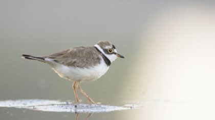 Ostrów Mazowiecka - 1 lipca odbędzie się spływ kajakowy poświęcony popularyzacji