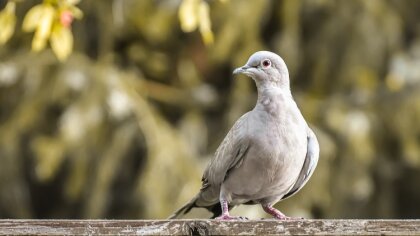 Ostrów Mazowiecka - 23 - letni miłośnik cudzych własności stanie przed sądem. Us