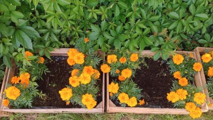 Ostrów Mazowiecka - Urząd Miasta wystosował apel do wszystkich mieszkańców miast