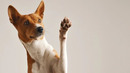 Ostrów Mazowiecka - Sylwestrowa noc, pełna świateł i wybuchów fajerwerków, to dl