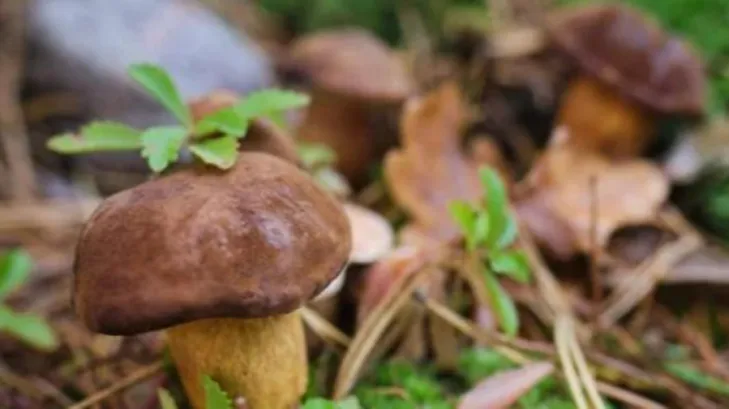 Fot. PSSE w Ostrowi Mazowieckiej