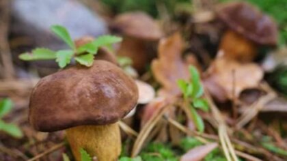 Ostrów Mazowiecka - Klasyfikator grzybów  udziela porad  po wcześniejszym  uzgod