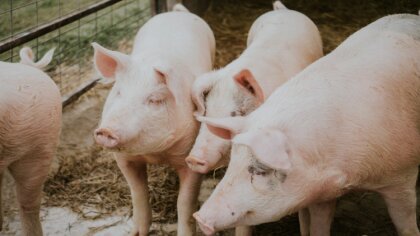 Ostrów Mazowiecka - W obliczu pojawienia się afrykańskiego pomoru świń (ASF) na 