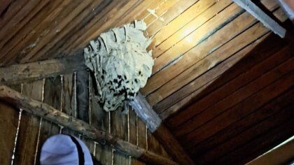 Ostrów Mazowiecka - W piątek 8 września w godzinach wieczornych strażacy z OSP P