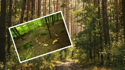 Ostrów Mazowiecka - W polskich lasach pojawiły się tajemniczo wyglądające okręgi