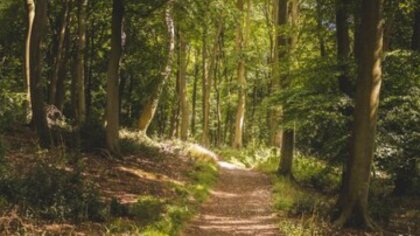 Ostrów Mazowiecka - Sezon grzybowy w pełni, dlatego policjanci apelują o parkowa