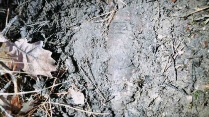 Ostrów Mazowiecka - Dotychczas pogoda dopisywała grzybiarzom, ciepła i deszczowa