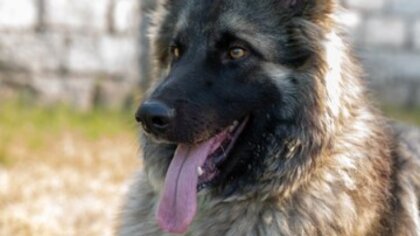 Ostrów Mazowiecka - Pies jest najlepszym przyjacielem człowieka, niestety właści