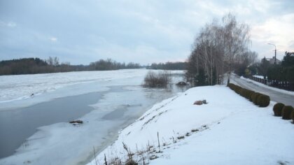 Ostrów Mazowiecka - W dniu 25 stycznia 2024 roku poziom wody w rzece Bug w Małki