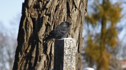 Ostrów Mazowiecka - Witajcie raz jeszcze, wszyscy mistrzowie układanek! Mamy dla