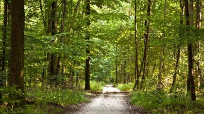 Ostrów Mazowiecka - Na podstawie art.37 ustawy o lasach (Dz.U.2022 poz.672) istn