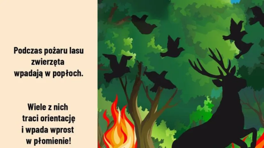 Fot. Materiały organizatora